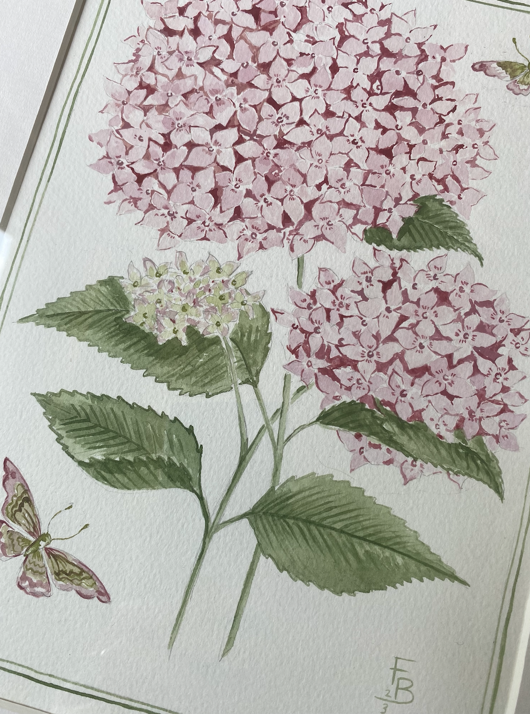 Pink Hydrangea